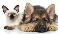 dog and cat care