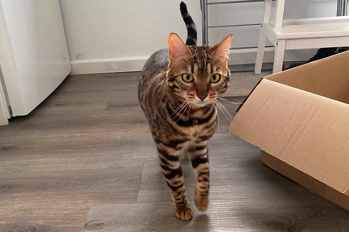 Cat Sitting in Christchurch