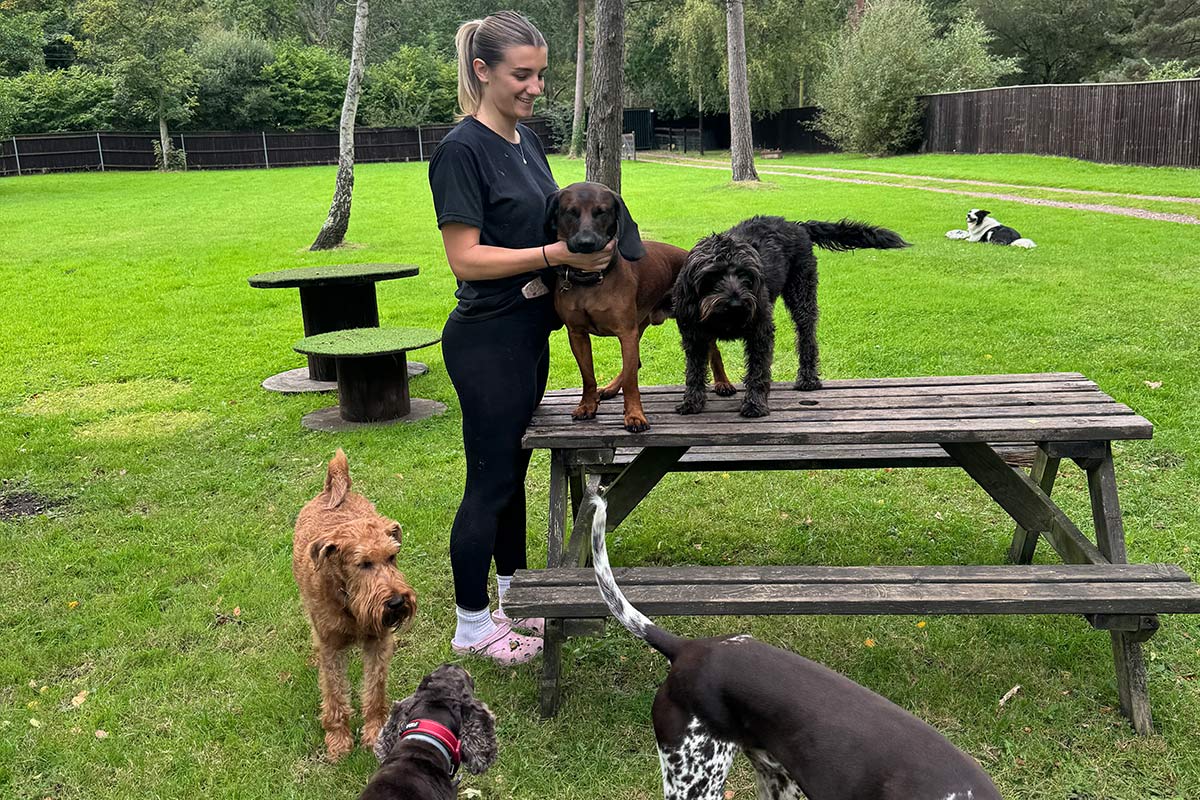 Dog Walking in Christchurch