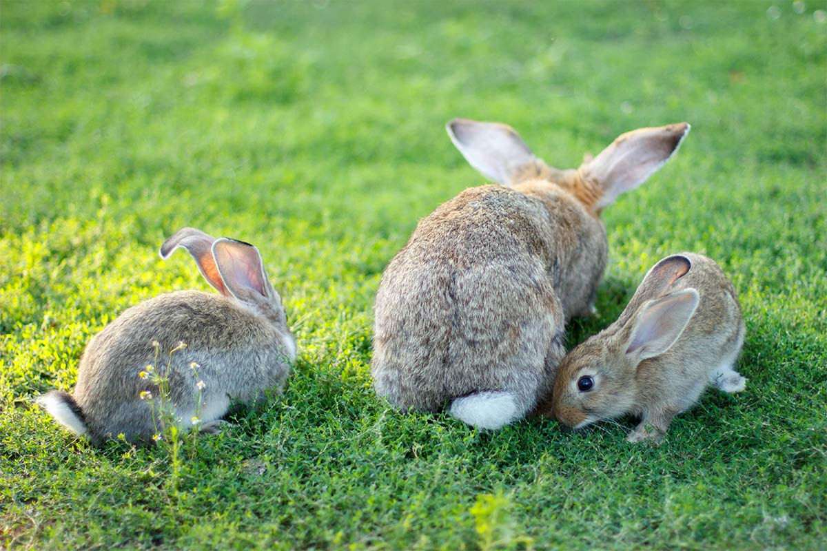 Small Pet and Animal Care