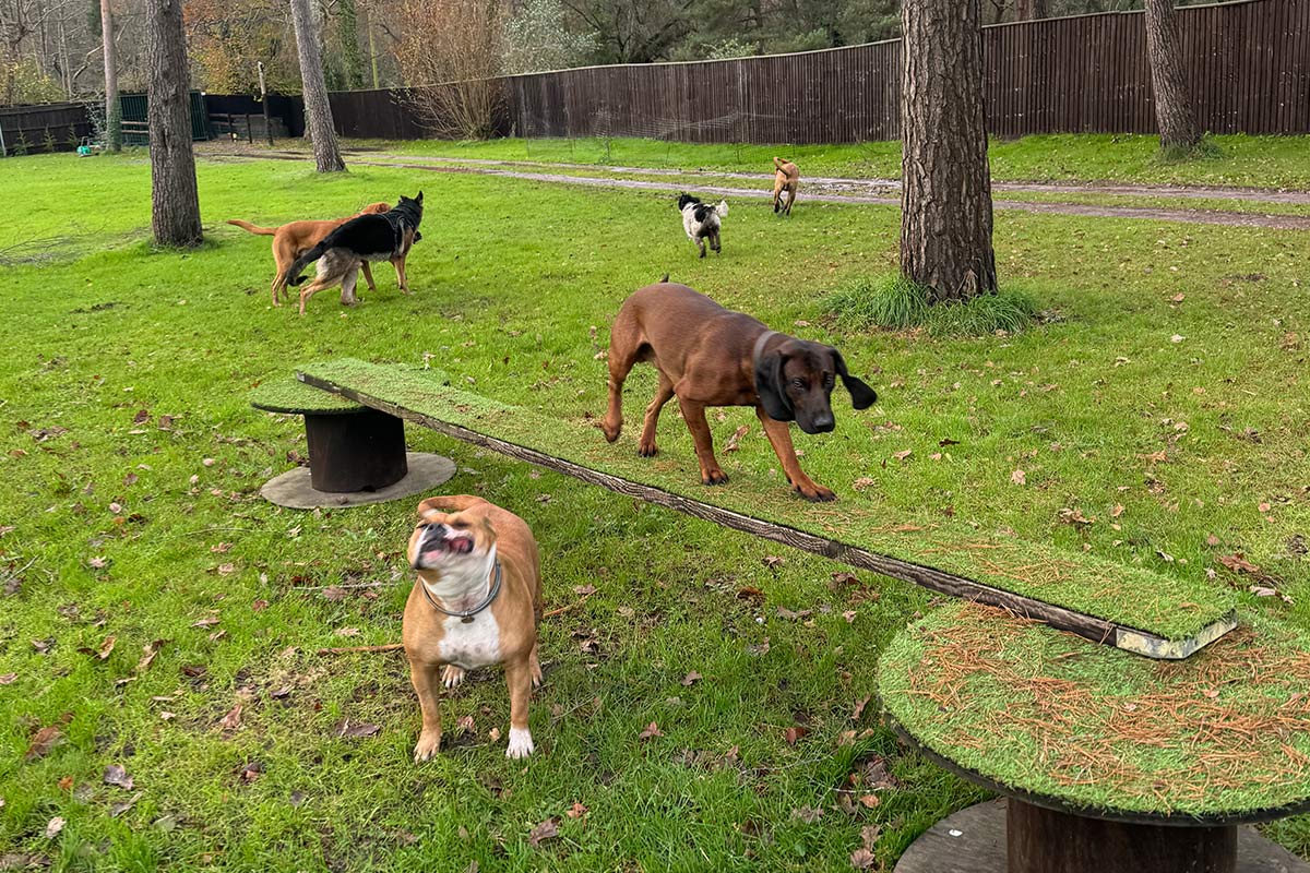 Private Dog Playpark